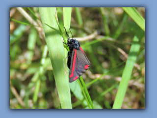 Cinnabar moth seen close to southern edge of Hetton House Wood.jpg